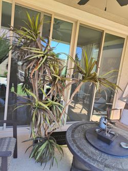 8 feet long Artificial plant with big ceramic pot for indoor, outdoor home decoration
