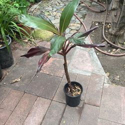 Hawaiian T Plant 24’ 