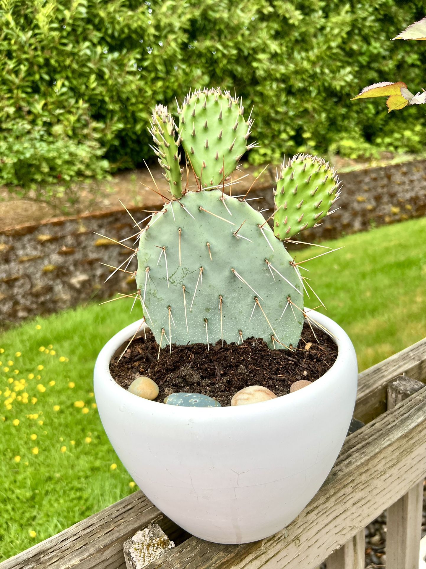  Cactus 🌵 Plant 🪴 