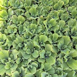 WATER LETTUCE POND PLANTS - $1 each - 100 available