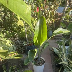 Bird Of Paradise