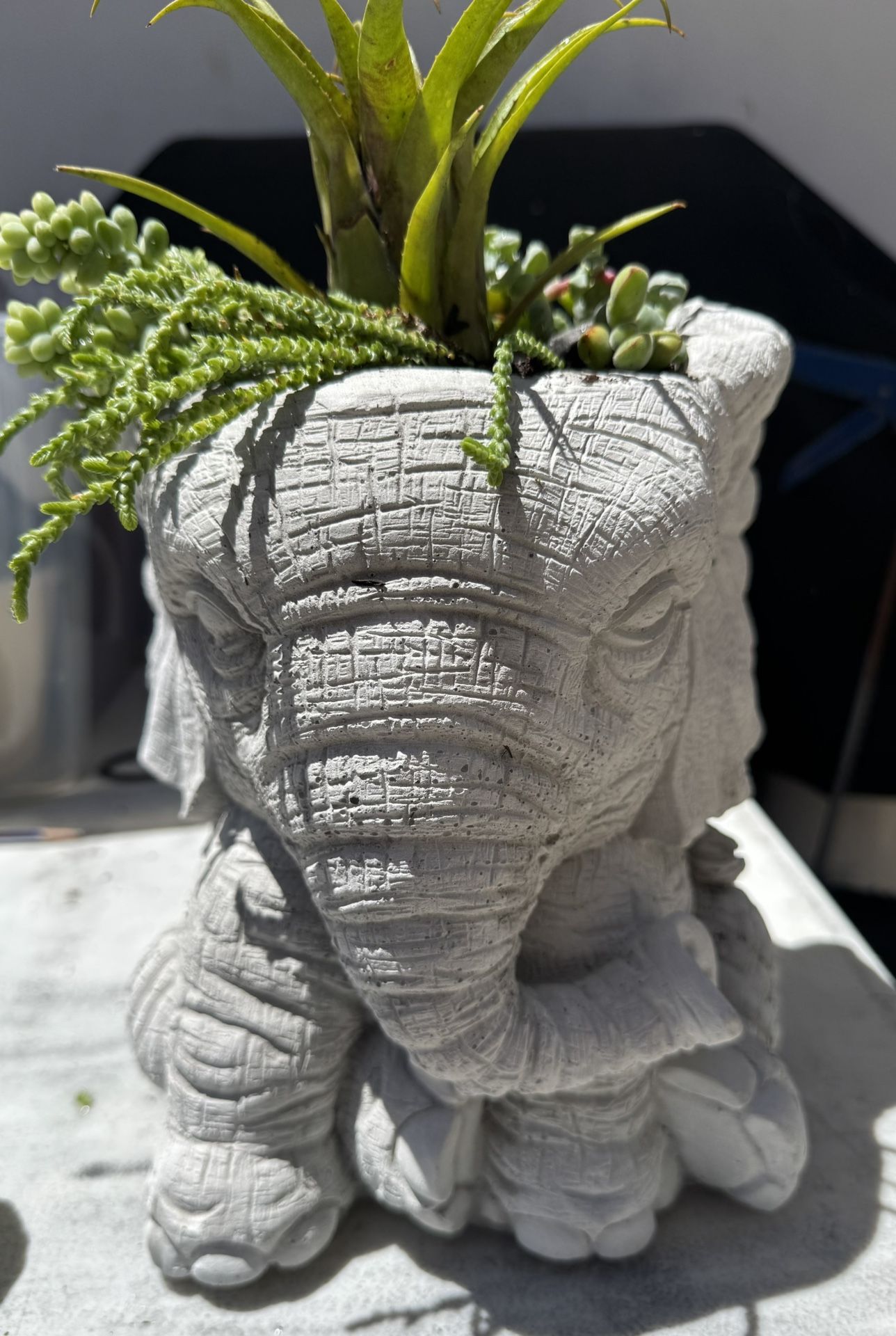 Elephant Statue With Succulents