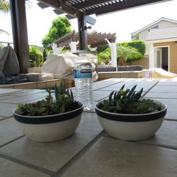 Pair Of Beige/Blue Stripe Garden Pots With Succulents 