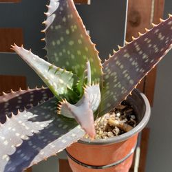 Aloe vera