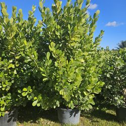 clusias, arecas and podocarpus About 8  feet tall over the pot Instant privacy Hedge for fence green full 