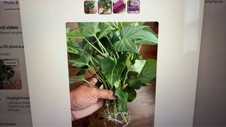 Purple sweet potatoes  4 slips