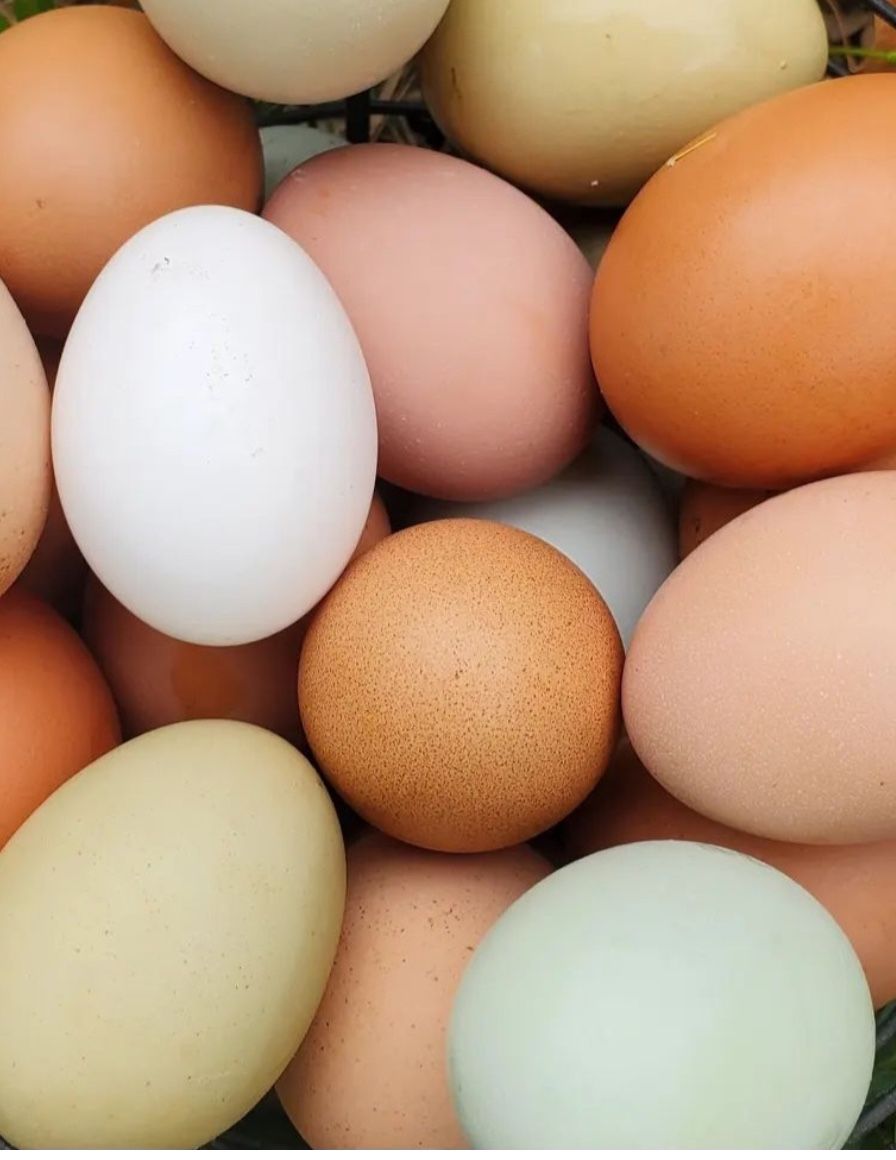 Eggs
