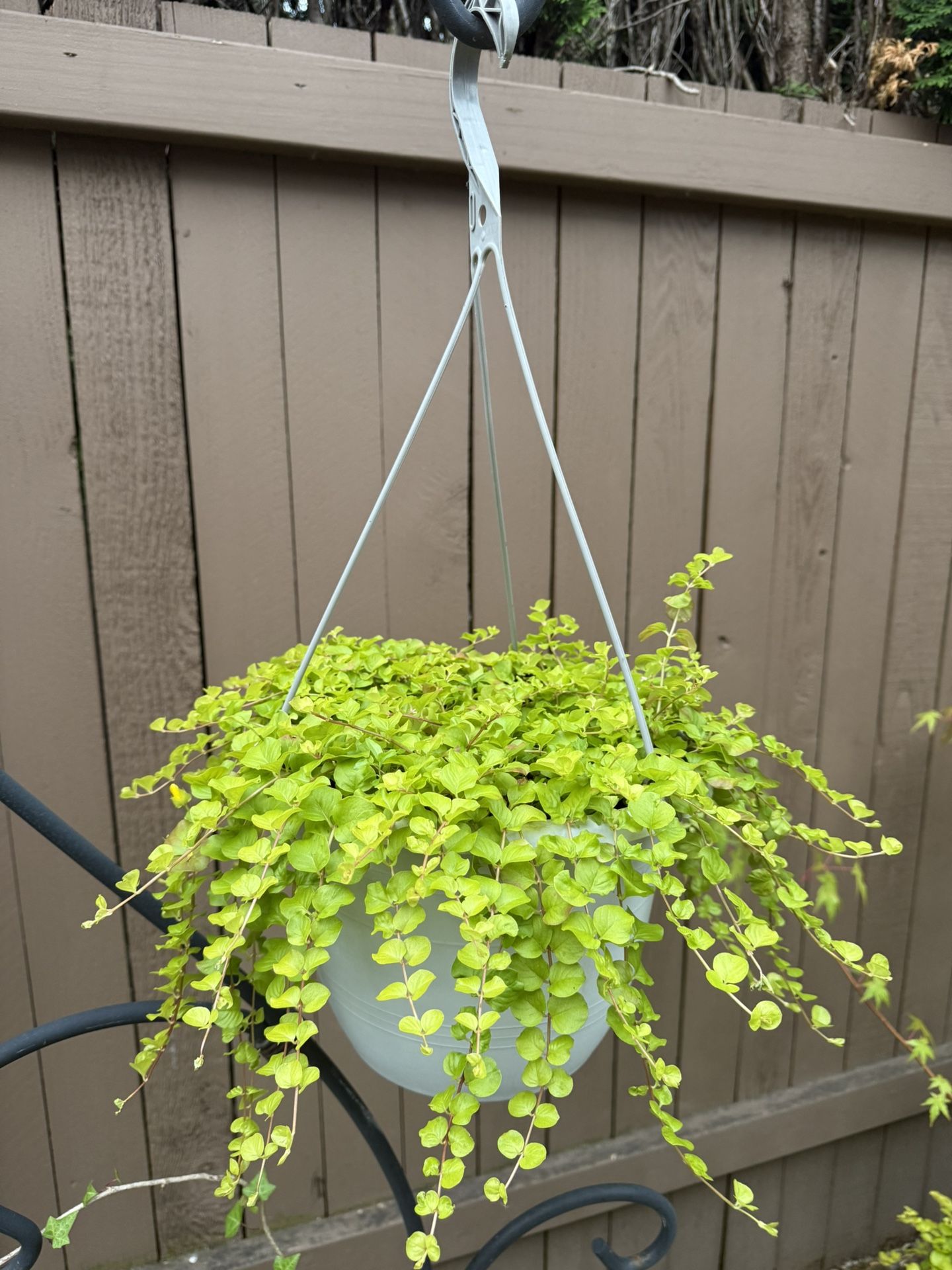 Creeping Jenny Perennial Plant in Hanging Pot