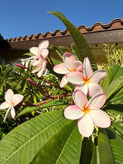 Big plumeria tree