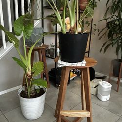 Walnut Barstools Set Of 2