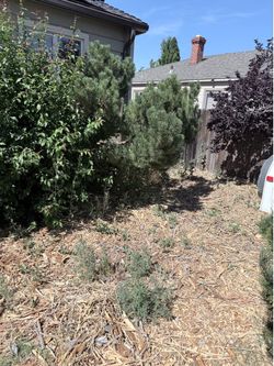 Need your Hedges Trimmed on your Yard?
