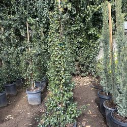 Star Jasmine
