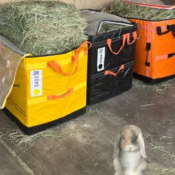 Bunny / Rabbit Enclosure Cage Setup