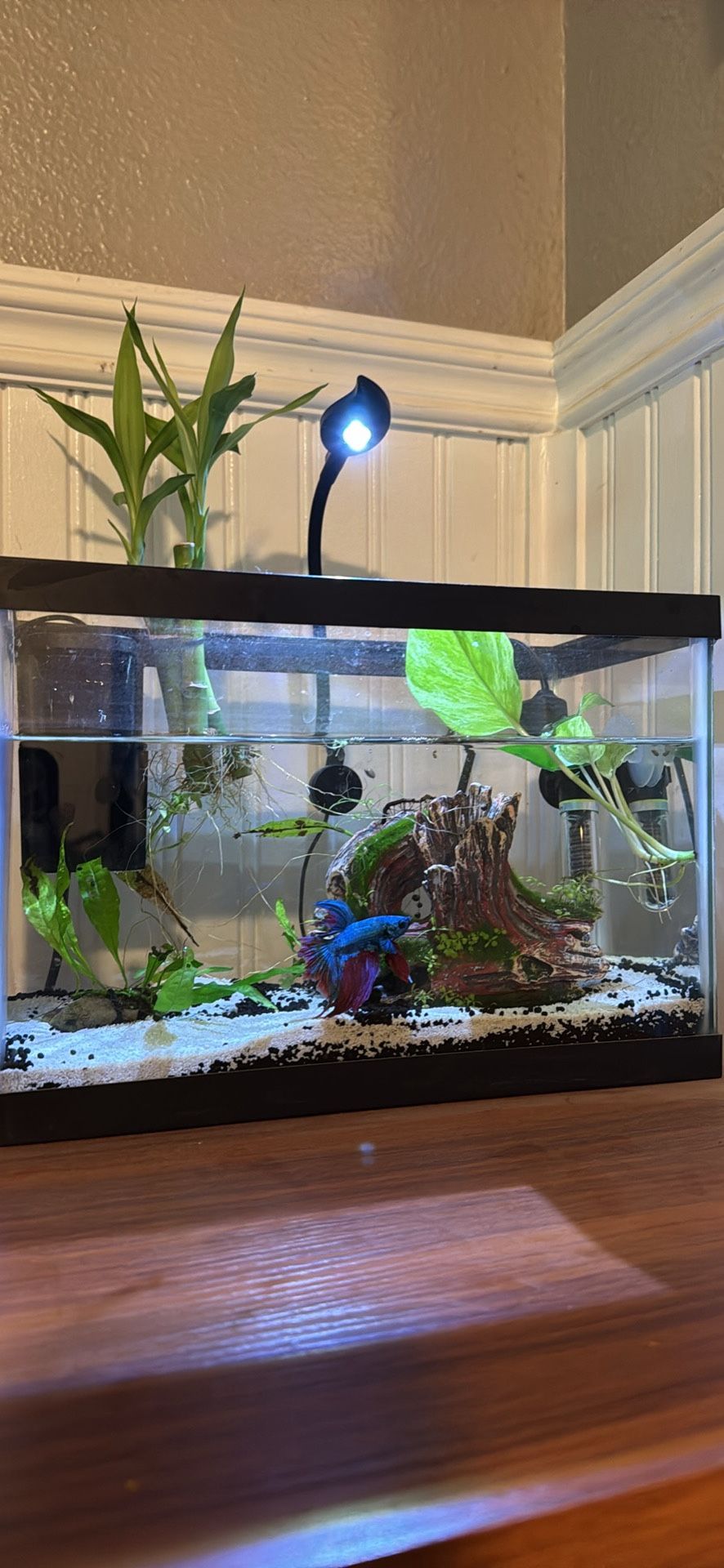 Betta Fish Tank 