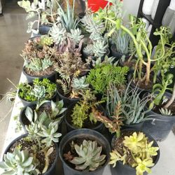 Succulent Plants 