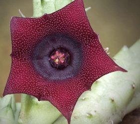 Huernia schneideriana