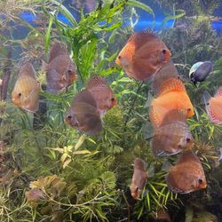 Fish Tank plant Decor 