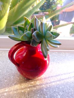 Succulent In Vase 