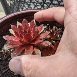 Succulents Red Beautiful 