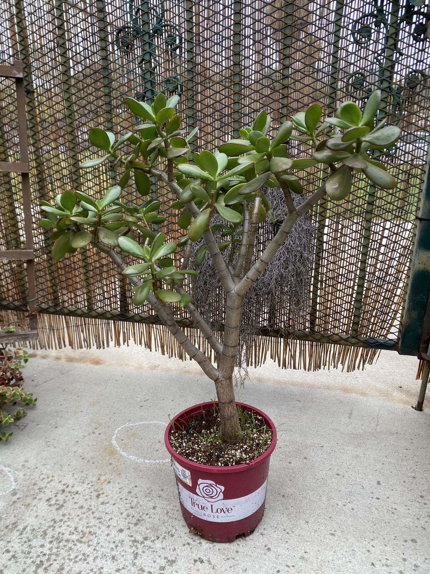 Large Jade Plant