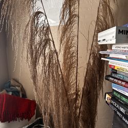 Super Tall Glass Vase And Pampas 