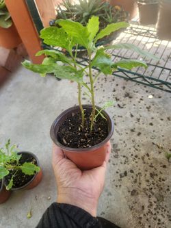 plantas de epazote 