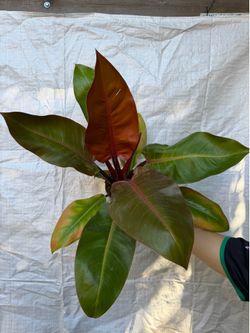 6” Philodendron Prince or orange