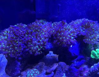 Coral Decoration Purple Hammer Coral
