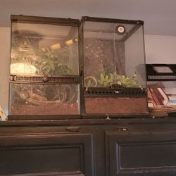 Gecko Cage