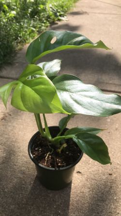 Mini monstera