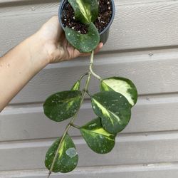 4” Variegated Hoya Obovata