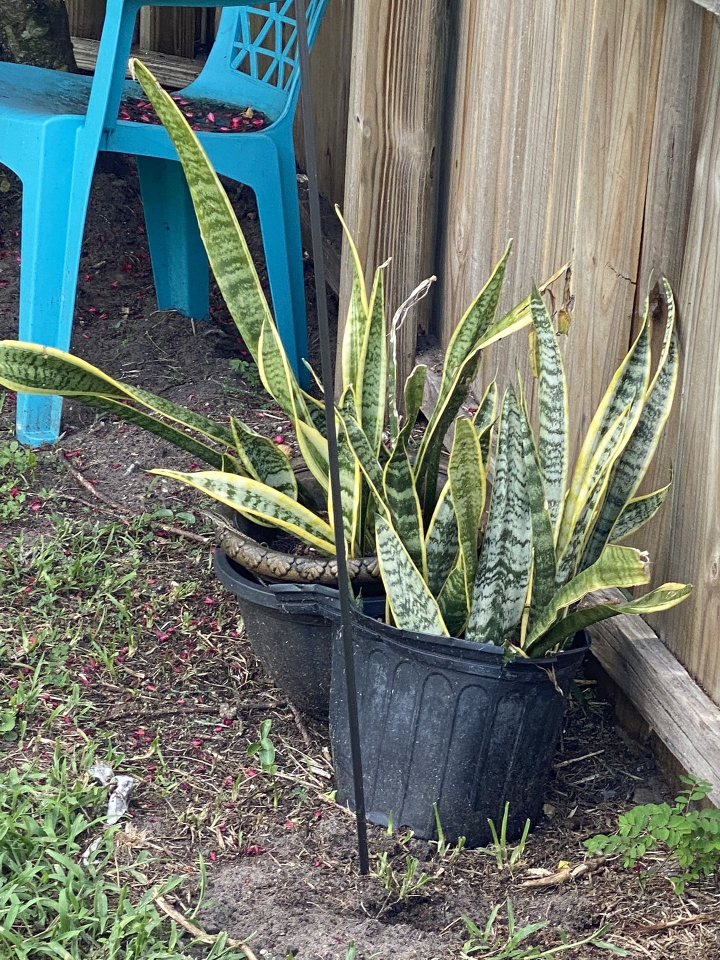 Bromeliads, Snake Plants, Plumeria.