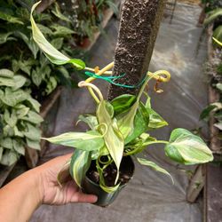 4” Philodendron Rio 