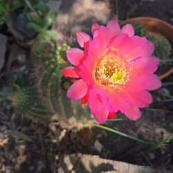 Cactus 