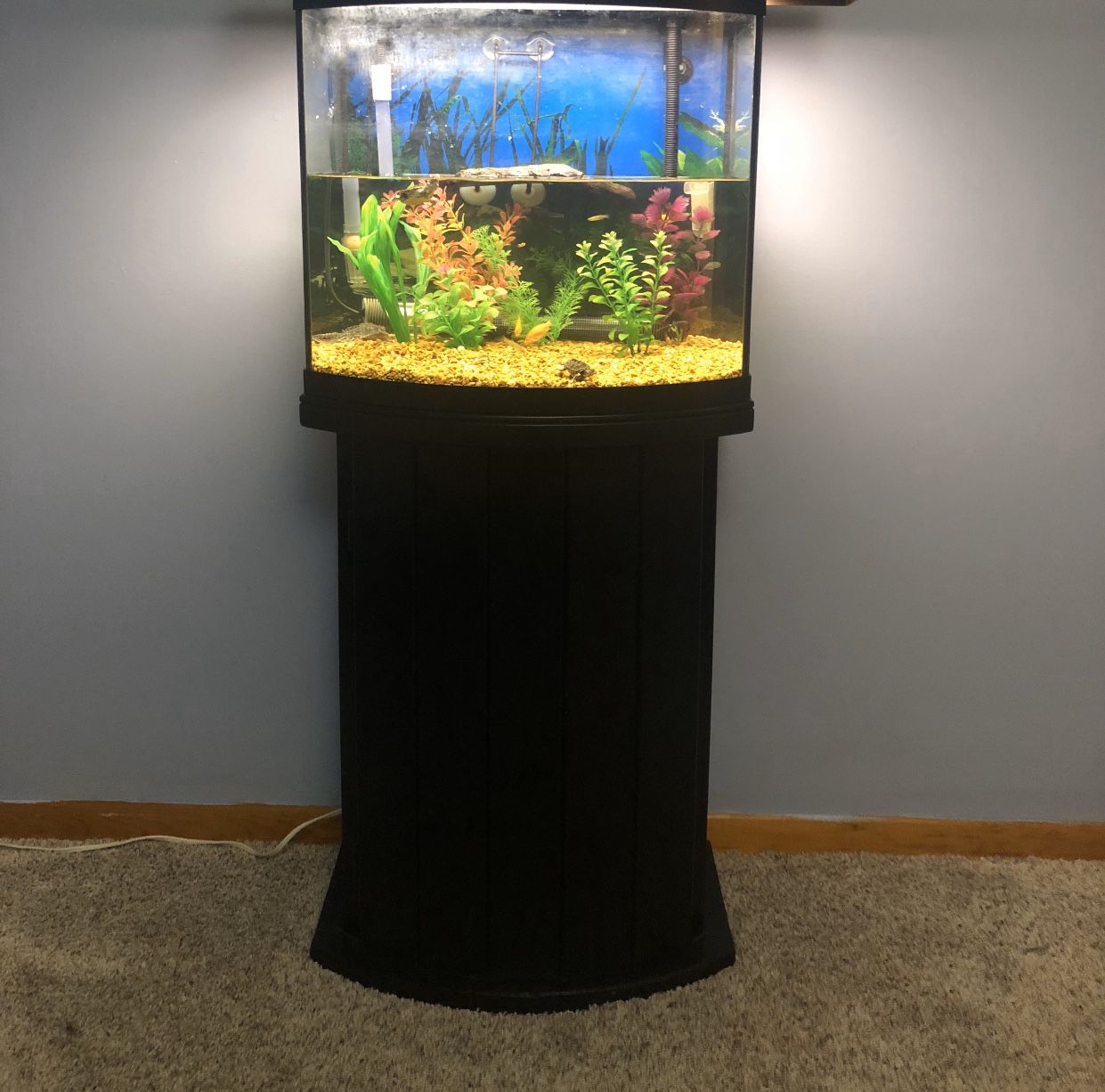 16 gallon bow front fish tank