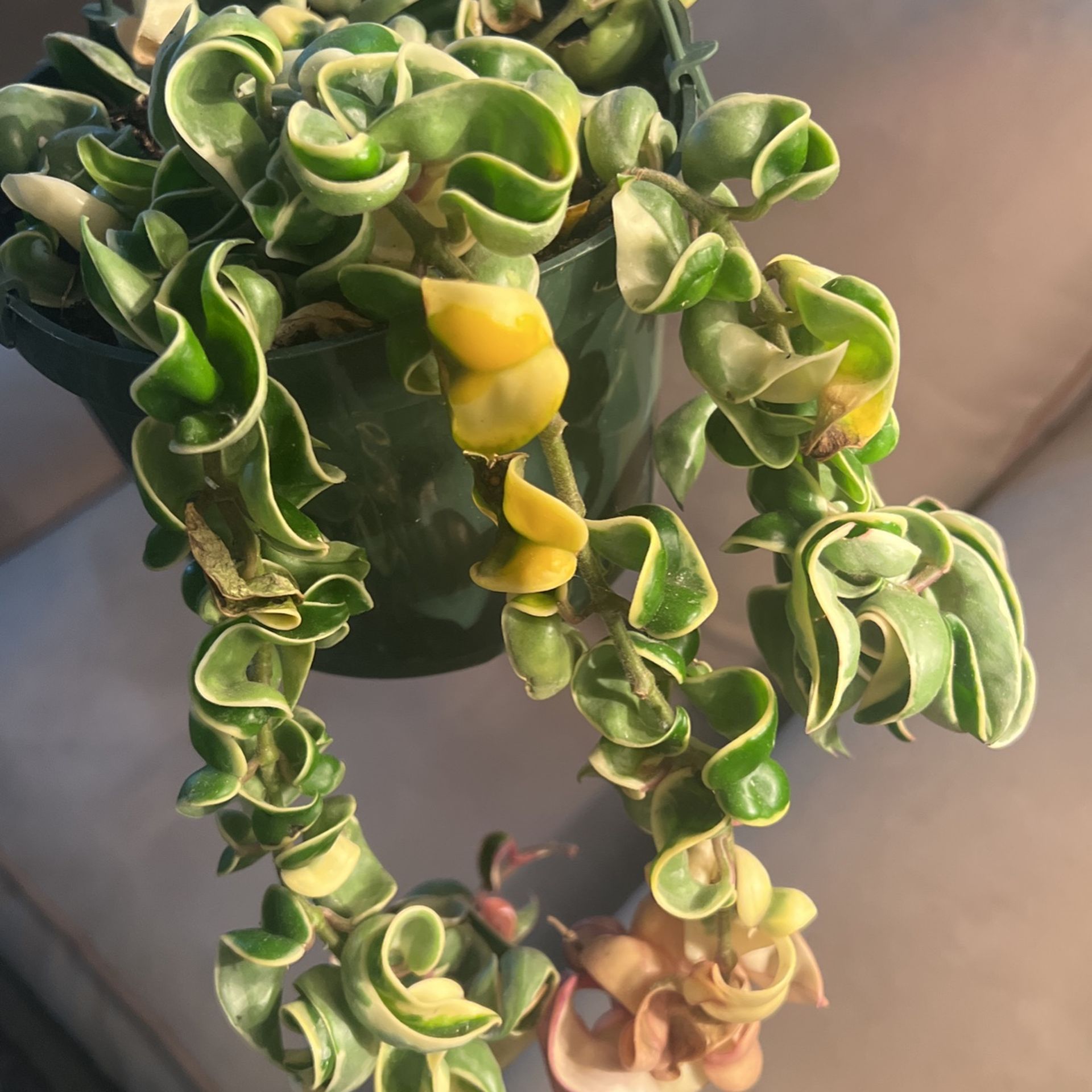 HOYA HINDU ROPE PINK VERIEGATED IN 6” POT HANGING.