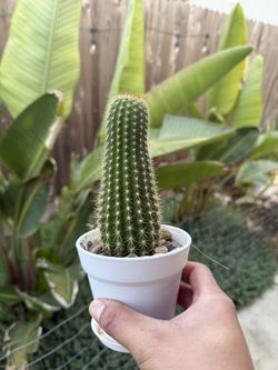 Blooming Cactus 🌵