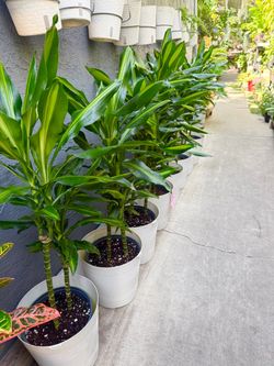 Plants (10”pot x 3ft tall🌿Dracaena Cintho “fortune plants” w/ white deco pot $15 each)