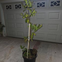 Trees - Avocado, Guava, Rosemary, Chile Chiltepin, Plants