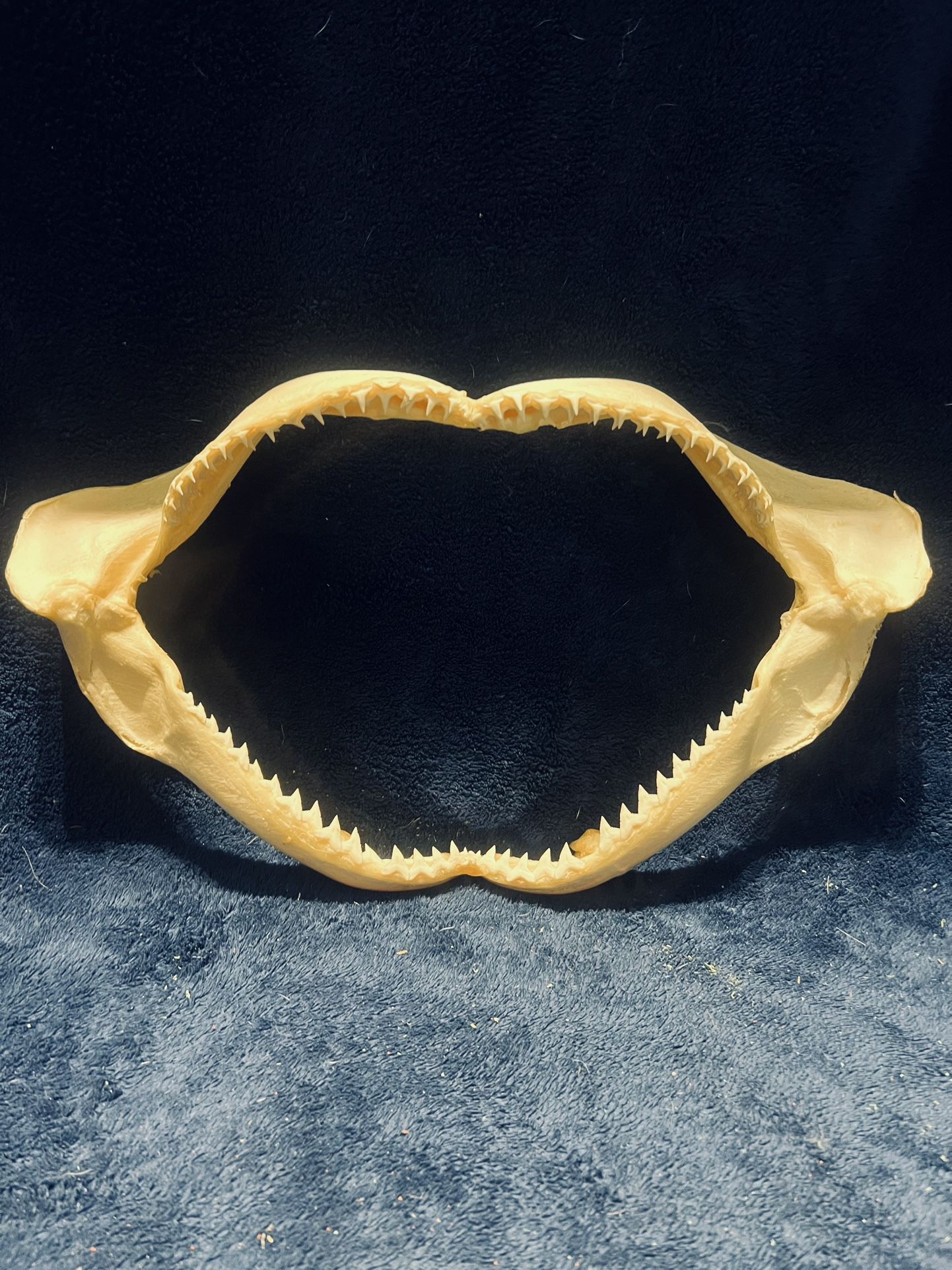 Shark Jaw