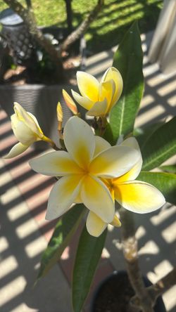 Plumeria