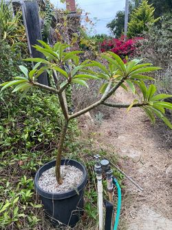 Plumeria pink flower 15 gallon