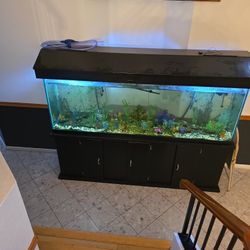 Fish Tank