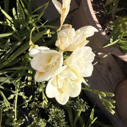 Freesia Plants