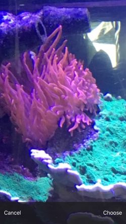 RBT anemone 7 inches