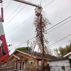 Tree Cutting Trimming And More
