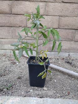 Maturing Tomato Plant