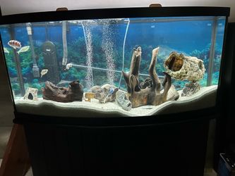 75 gallon glass bow front aquarium with stand
