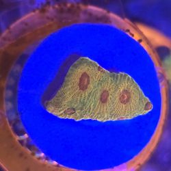 Fascination Favia Frags