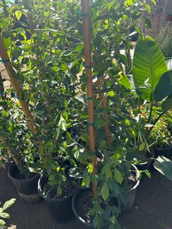 Ficus nitida 20$ each